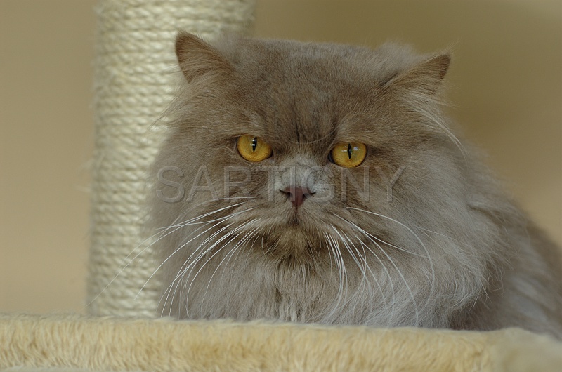 BRITISH LONGHAIR 003.jpg